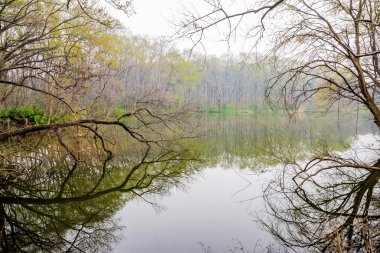 Ölü ağaçlar ile göl