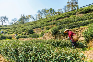 Yaşlı kadın çay çiftçi Longjing