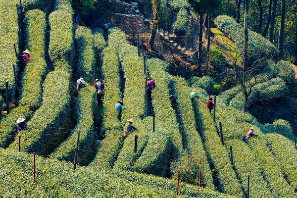 Фермери в Longjing — стокове фото