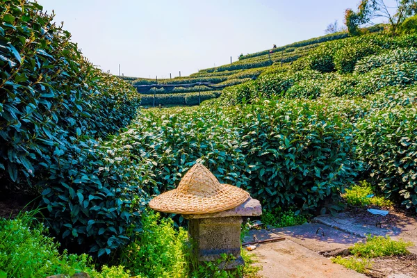Chapeau de cultivateurs de thé avec champs de thé — Photo