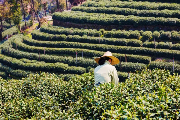 Farming in Longjing — Stock Photo, Image