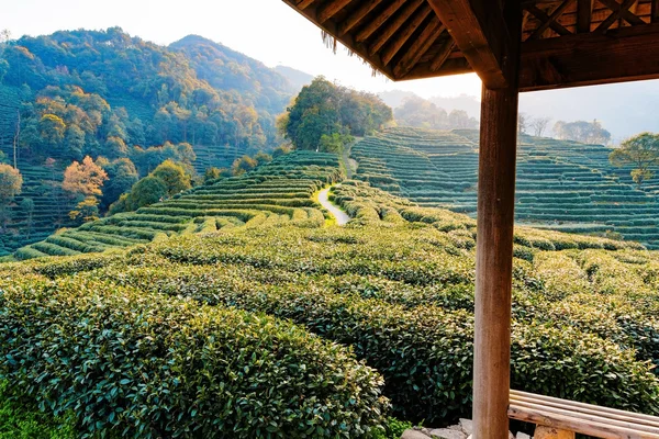 Хатина з Longjing полями, чай — стокове фото