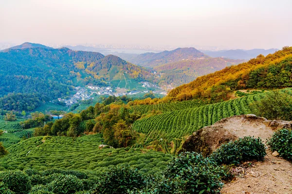 Τοπίο πεδία τσάι Longjing — Φωτογραφία Αρχείου