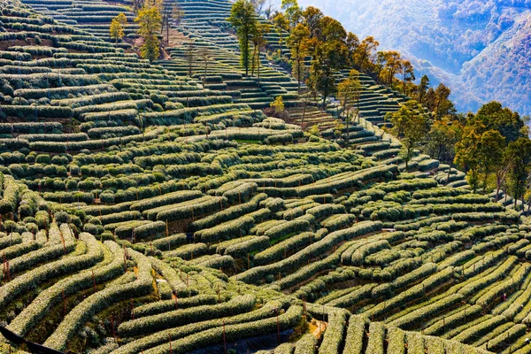 Τοπίο της Longjing — Φωτογραφία Αρχείου