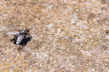 Küçük siyah bir sinek açık