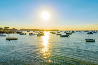 Bournemouth Sandbanks limanda