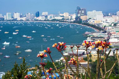 Pattaya odak dışı çiçek göster
