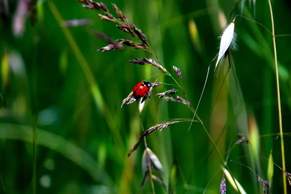 緑の草の上のテントウムシ — ストック写真