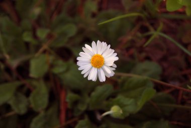 Bacgrounds papatya çiçeği