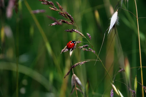 Schöner Marienkäfer auf Grünflächen — Stockfoto