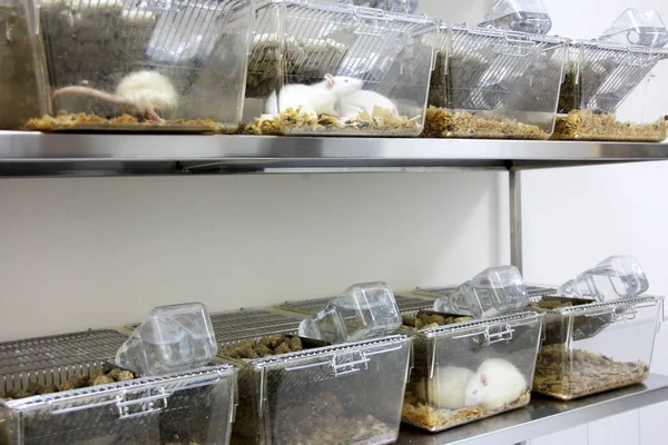 Des cages de rats de laboratoire. Rats debout dans une cage pour une expérience scientifique . Photos De Stock Libres De Droits