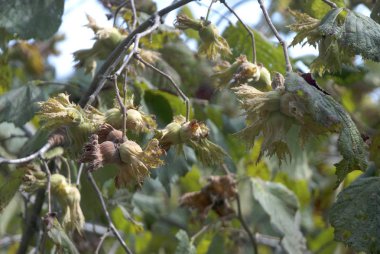 Yeşil Fındık ağacı üzerinde