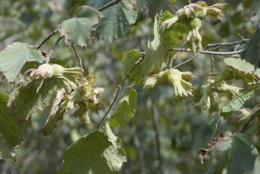 Yeşil Fındık ağacı üzerinde