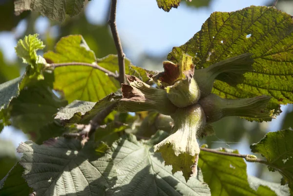 Hazelnoten op boom — Stockfoto