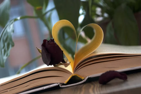 Amour et livre — Photo