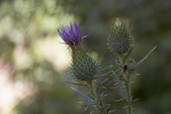 Flores de cardo rosa — Foto de Stock