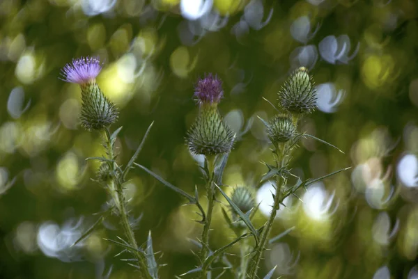 Flores de cardo rosa — Foto de Stock