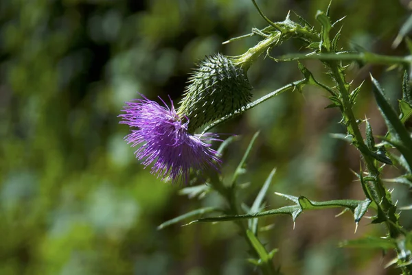 Flores de cardo rosa — Foto de Stock