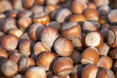 Kabuk hazelnust Close-Up