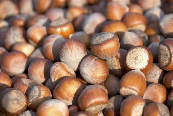 Kabuk hazelnust Close-Up