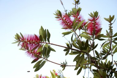 Mavi Gökyüzü ve Bulutlar. 