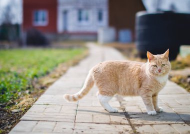 Kırmızı kedi sokakta portresi