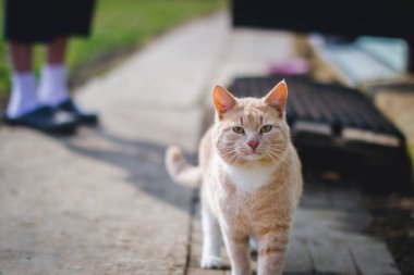 Kırmızı kedi sokakta portresi