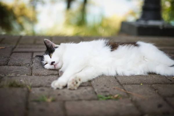 Cat resting on the pavement — Stock Photo, Image