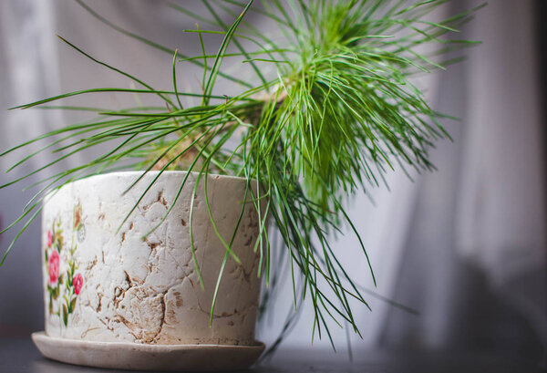 pine bonsai growing in a pot