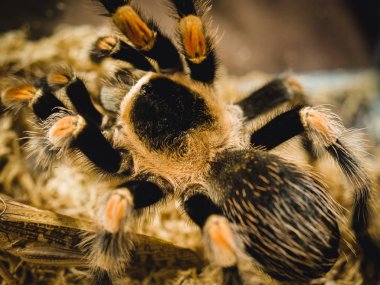 örümcek tarantula yakın çekim camın ardında