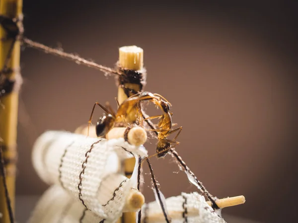Опасные красные муравьи общаются друг с другом — стоковое фото