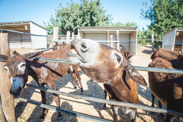 Eşek çiftlik padok durdu
