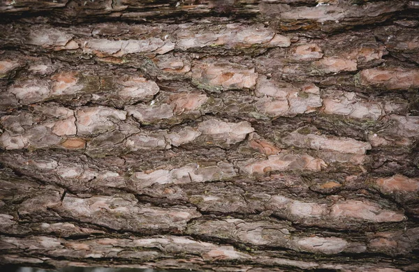 Kusursuz ağaç kabuğu arka planı. Eski ağacın kahverengi kiremit dokusu. — Stok fotoğraf