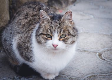 Kamera izliyor sokakta yürüyen kedi.