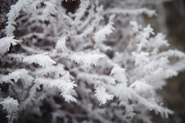 Las ramas de los árboles heladas, y estaban cubiertas de heladas y copos de nieve en una mañana helada de invierno . — Foto de Stock