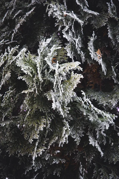 Frontera de invierno y Navidad. Ramas de pinos cubiertas de heladas en atmósfera nevada . — Foto de Stock