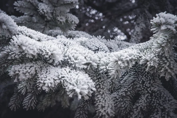 Agujas oscuras de pino cubiertas de heladas en la temporada de invierno, primer plano — Foto de Stock