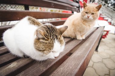 Bahar üzerinde iki dostu kedi