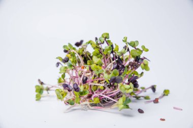 Yeşil yapraklar ve mor saplar, turp mikroyeşilliklerine yakın çekim. Mikroçimler filizleniyor. Evde tohum yetiştirme. Vejetaryen ve sağlıklı beslenme konsepti. Filizlenmiş turp tohumları, mikro yeşiller. Büyüyen filizler.