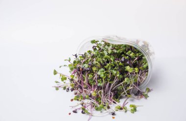 Genç bitkileri dikmek için plastik tepsilerdeki mikroyeşil. Mikroyeşil, taze sebze yeşilidir veya lahanalardır. Kaliteli organik bitkilerden filizlenen çiğ canlı lahanalardır..