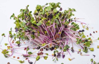 Yeşil yapraklar ve mor saplar, turp mikroyeşilliklerine yakın çekim. Mikroçimler filizleniyor. Evde tohum yetiştirme. Vejetaryen ve sağlıklı beslenme konsepti. Filizlenmiş turp tohumları, mikro yeşiller. Büyüyen filizler.