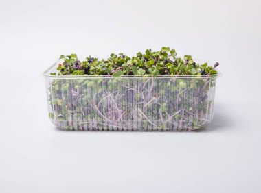 Genç bitkileri dikmek için plastik tepsilerdeki mikroyeşil. Mikroyeşil, taze sebze yeşilidir veya lahanalardır. Kaliteli organik bitkilerden filizlenen çiğ canlı lahanalardır..