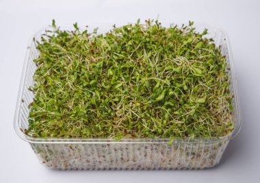 Küçük domates bitkileri olan mikro komplolar