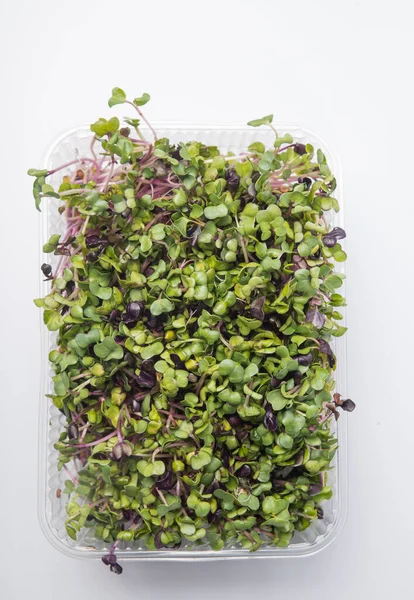 Mikrozöld Műanyag Tálcák Ültetésére Fiatal Növények Mikrozöld Fiatal Zöldség Zöld — Stock Fotó