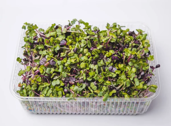 Mikrozöld Műanyag Tálcák Ültetésére Fiatal Növények Mikrozöld Fiatal Zöldség Zöld — Stock Fotó