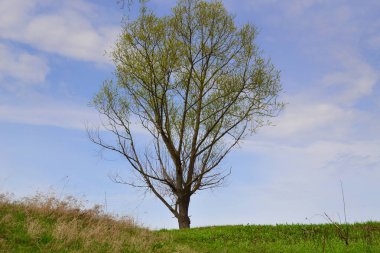 Yeşil doğa manzarası. Tarladaki ağaç. Yazın