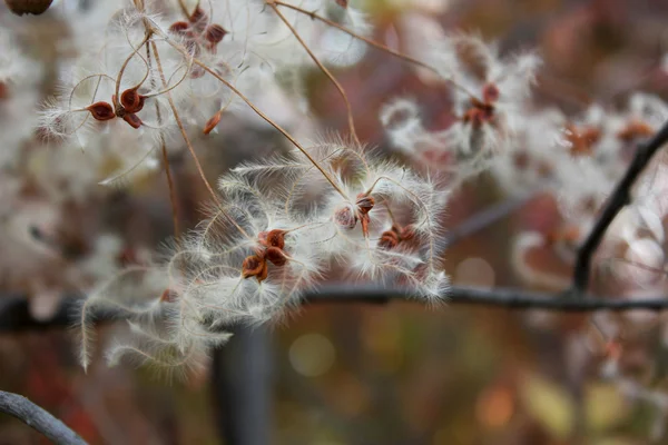 Herbst Hintergrund mit Samen — Stockfoto