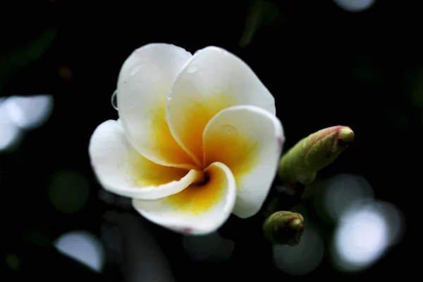 Tropikalne kwiaty. Plumeria. — Zdjęcie stockowe