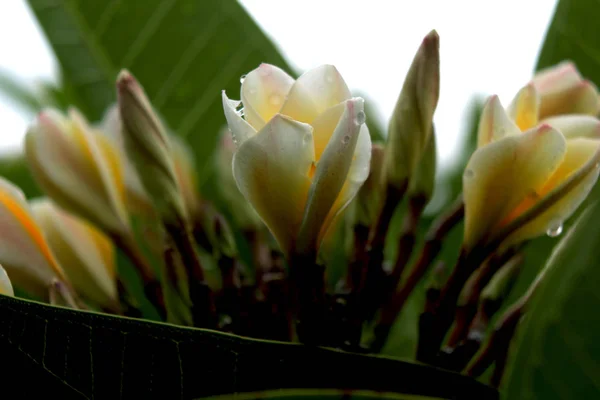 Flores tropicales. fontanería . — Foto de Stock