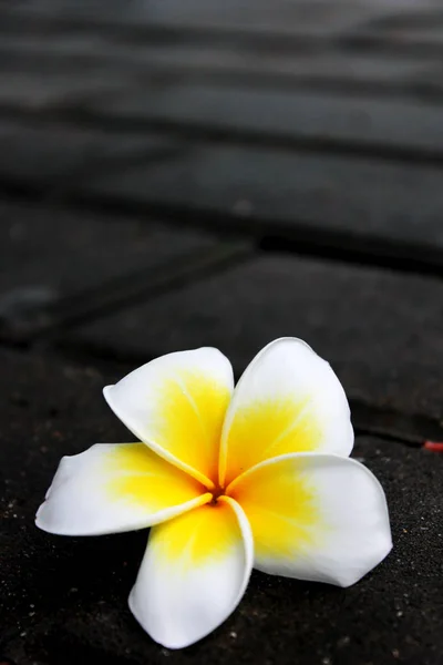 tropik çiçekler. Plumeria.